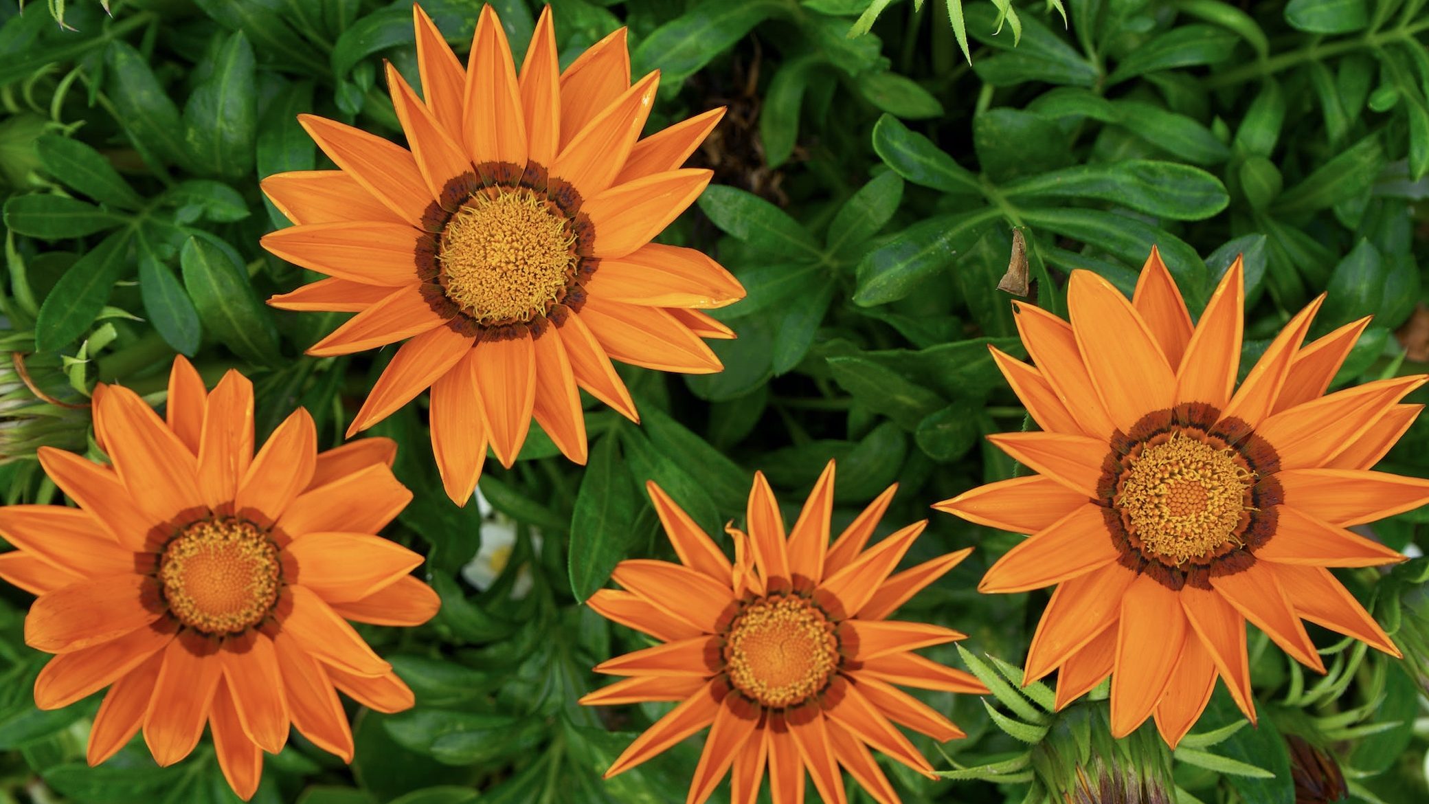 SAP Magazine Journal News Consulting