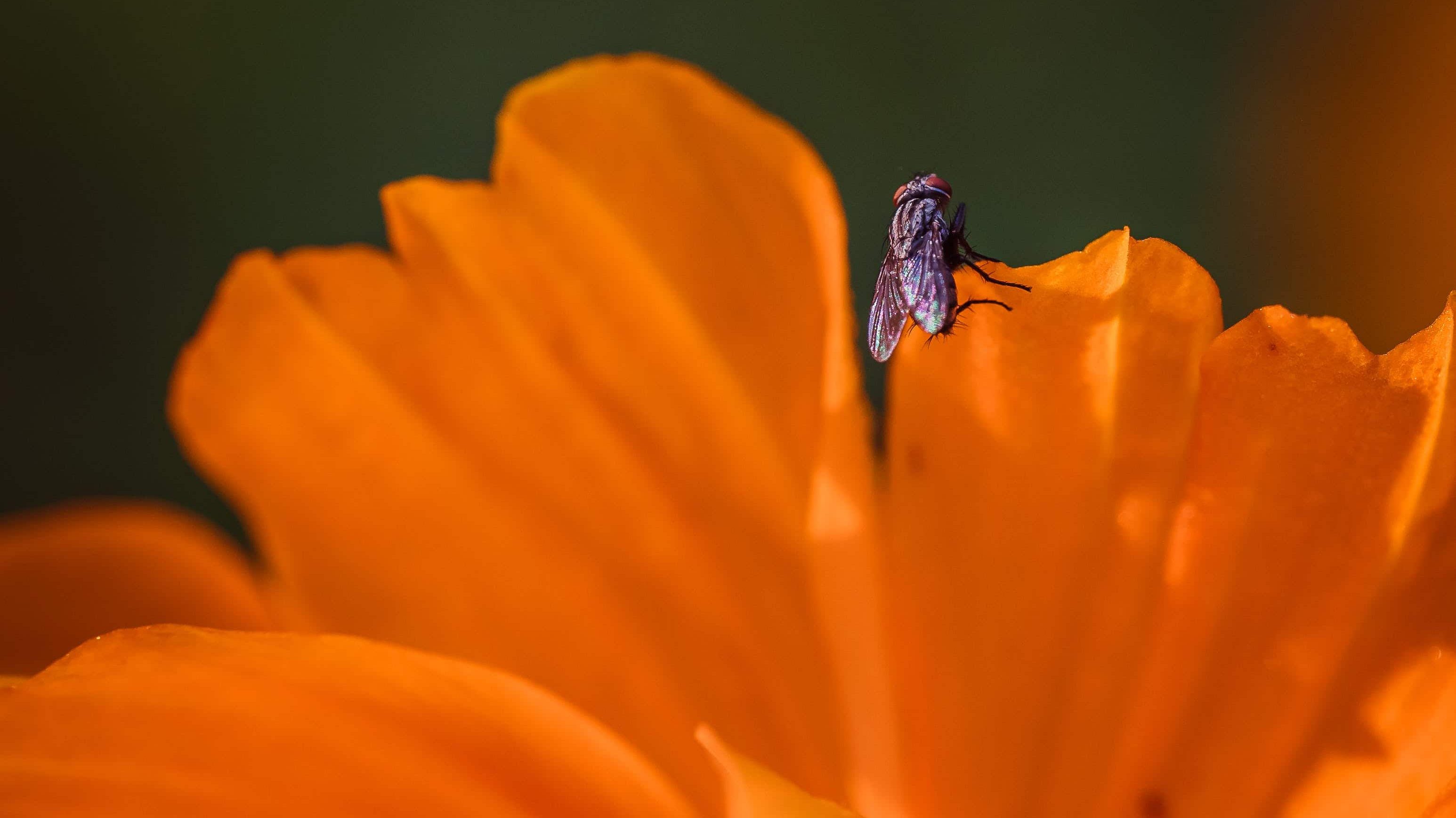 SAP Festanstellungen Jobs 