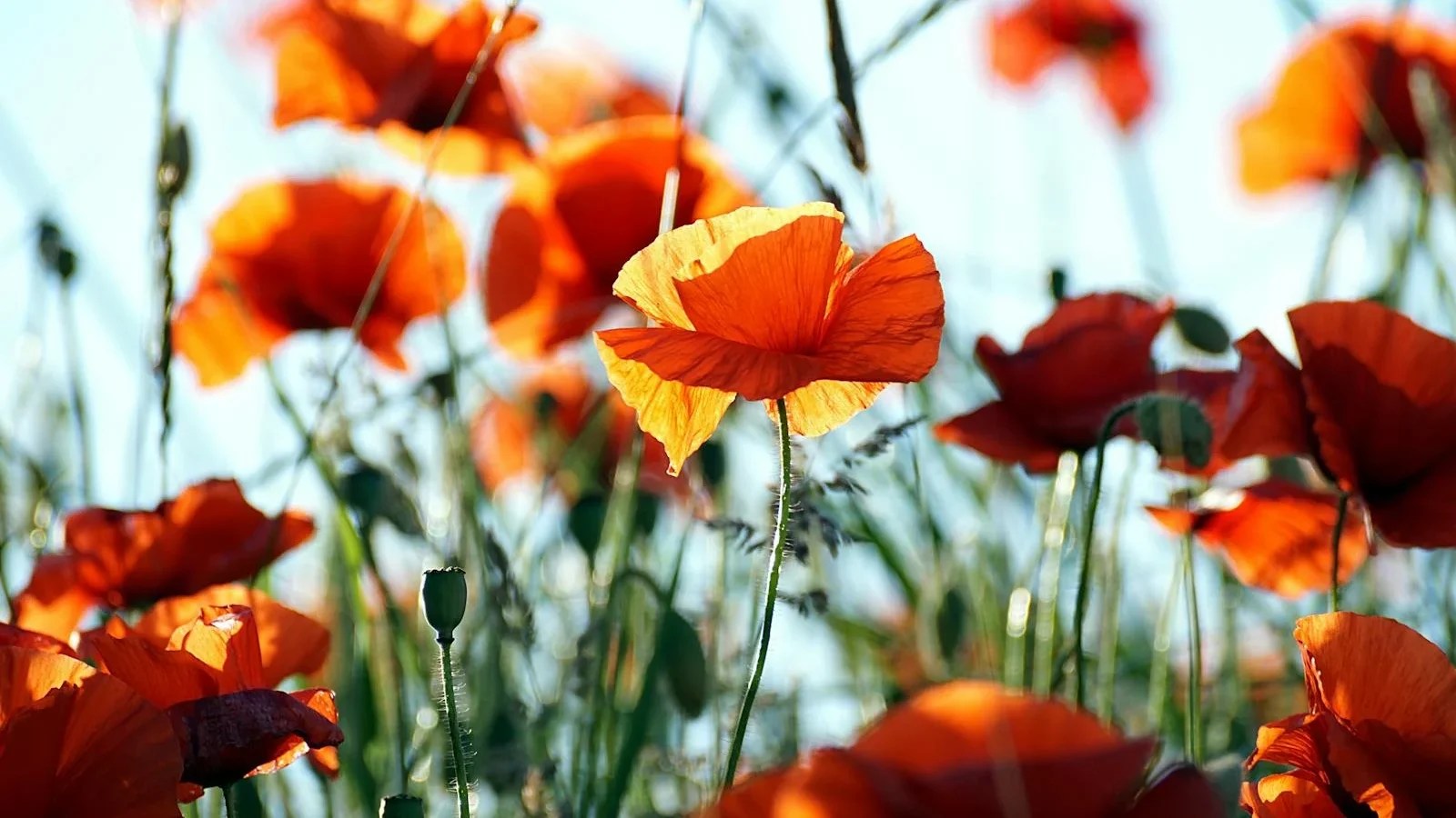 SAP Strategieberatung Stundensätze